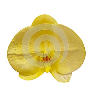 Yellow Singolo Aquarello orchid on white background photo
