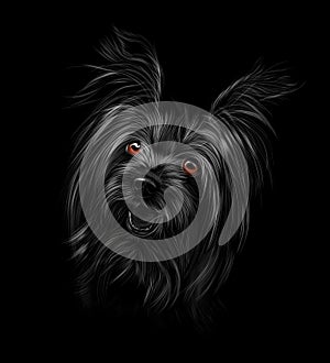 Head of Yorkshire Terrier on black background