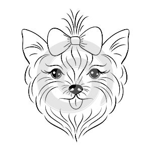 Head of yorkshire terrier photo