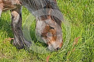 Head of a young belgian draught horse razing in a meadow