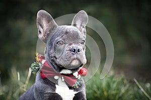 Head of young blue French Bulldog dog wearing seasonal Christmas collar with red bow tie on green background