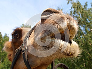 The head of a young camel