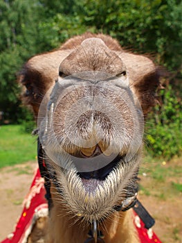 The head of a young camel