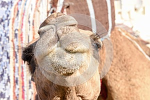 Head of young camel