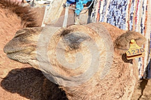Head of young camel