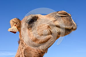 Head of young camel