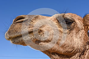 Head of young camel