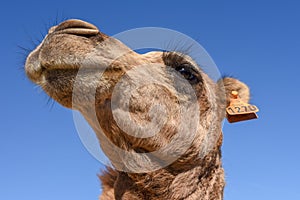 Head of young camel
