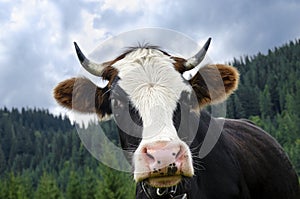 The head of a young cow with a pink nose against the backdrop of the mountains