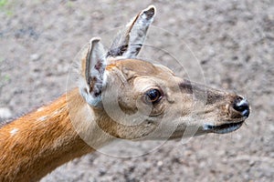 head of young deer in zoo animal park outdoor