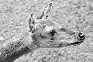 head of young deer in zoo animal park outdoor