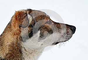 The head of a young dog during snowfall