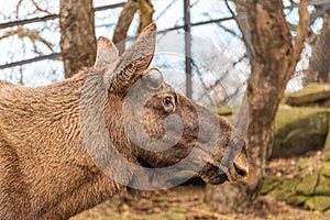 Head of a young elk bull..