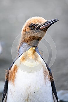 Head of young king penguin in moult - Aptendytes patagonica - Gold Harbour, South Georgia photo