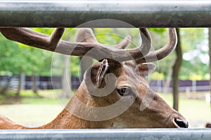 Head of a young king`s deer with antlers, deer behind the fence at the zoo