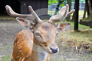 Head of a young king`s deer with antlers, deere at the zoo