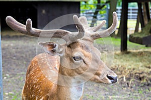 Head of a young king`s deer with antlers, deere at the zoo