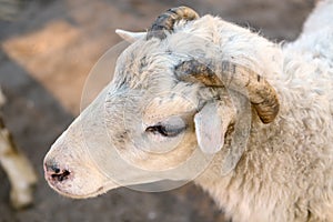 Head of a young lamb