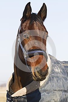 Head of a young saddle horse in blankets