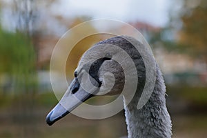 The head of the young swan.