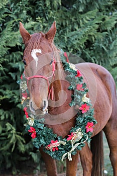 Head of a young thoroughbred horse atchristmas eve