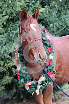 Head of a young thoroughbred horse with christmas decoration