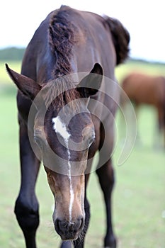 Head of a young thoroughbred horse on the summer meadow