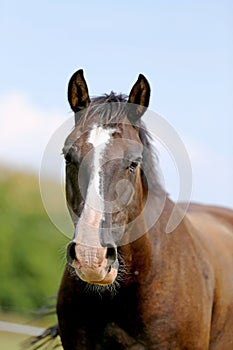 Head of a young thoroughbred horse on the summer meadow