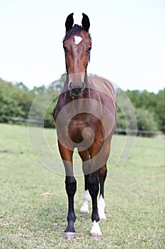 Head of a young thoroughbred horse on the summer meadow