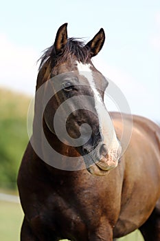 Testa da giovane purosangue un cavallo sul estate prato 