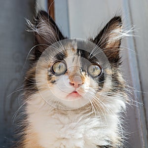 The head of a young tricolor cat. Fluffy white and red, black kitten. Tricolor kitty muzzle