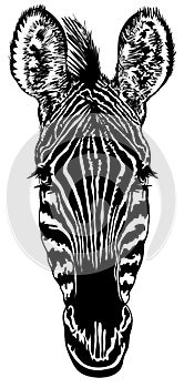 Head of a zebra
