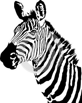 Head of zebra