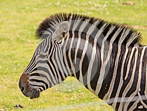 Head of a Zebra