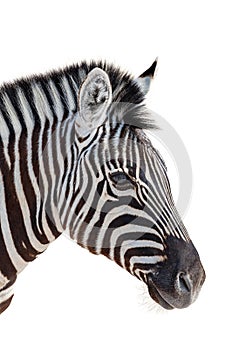 Head of a zebra isolated in white background