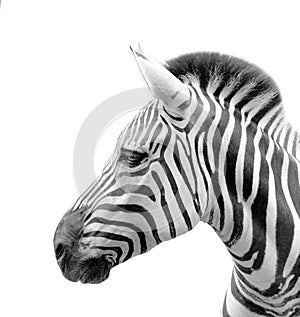 The head of a zebra isolated in white background