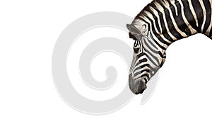 Head of Zebra Isolated on White Background, Clipping Path
