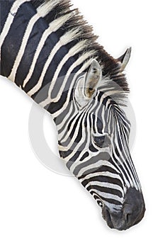 Head zebra isolated on white background have clipping path.