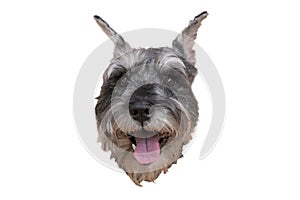 Head of a Zwergschnauzer dog