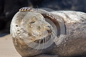 Headache. Funny animal meme image. Seal with a sore head