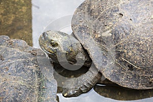 Headed box turtle