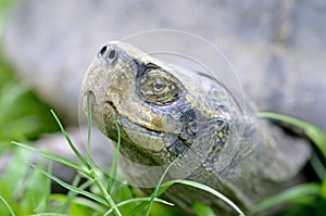 Headed turtle