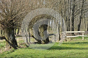 Headed willow tree on a boggy meadow. Spring