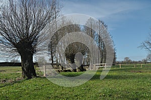 Headed willow tree on a boggy meadow. Spring in the river valleys