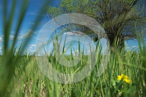 Headed willow tree on a boggy meadow. Spring in the river valleys