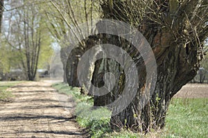 Headed willow tree on a boggy meadow. Spring