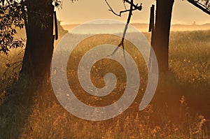 Headed willow tree on a boggy meadow. Spring