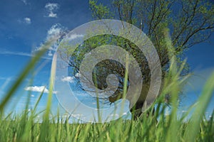 Headed willow tree on a boggy meadow. Spring