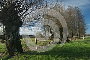 Headed willow tree on a boggy meadow. Spring
