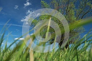 Headed willow tree on a boggy meadow. Spring